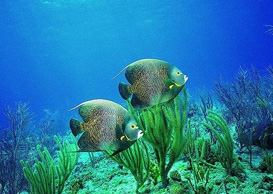 環(huán)境影響評(píng)價(jià)、排污許可證、應(yīng)急預(yù)案